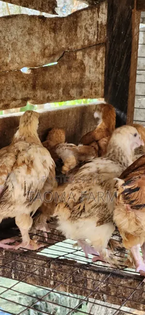 Brahma (Us Chicken- Imported Chicken)