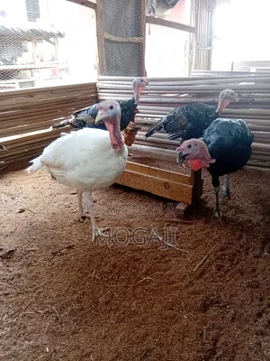 Mature Turkey Is Available for Salla