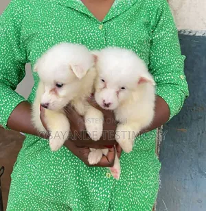 1-3 months Female Purebred American Eskimo