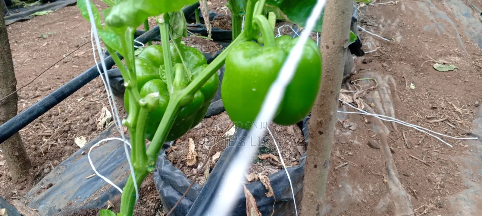 Green Bell Pepper