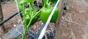 Green Bell Pepper