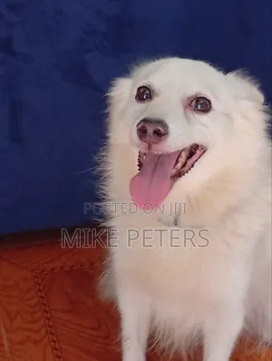 1+ year Male Purebred American Eskimo