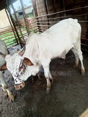 Full Breed Cow