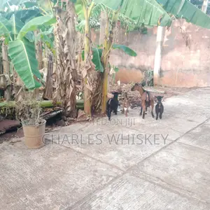 6 Months Old Male And Female Goats For Sale