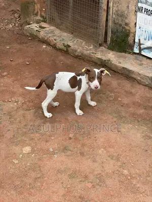1-3 months Female Purebred American Pit Bull Terrier