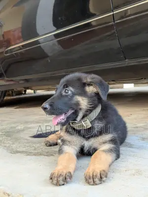 0-1 month Male Mixed Breed German Shepherd