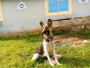 1+ year Female Mixed Breed German Shepherd