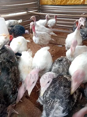 11 Week Turkey Is Available