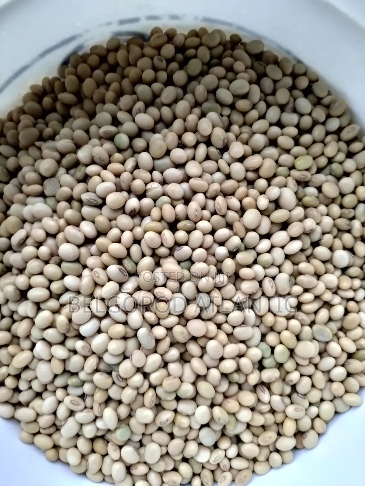 Soyabean Seed