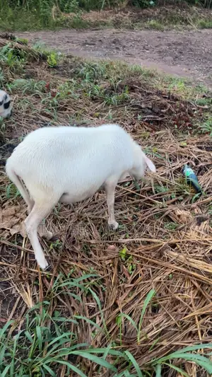 2 Healthy Ram Male and Female