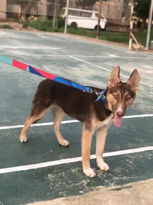 6-12 months Male Mixed Breed German Shepherd