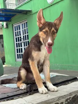 6-12 months Male Mixed Breed German Shepherd