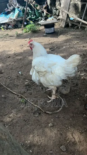 Agriculture