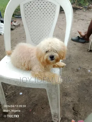 6-12 months Male Purebred Lhasa Apso