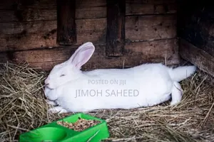 Mature Rabbits