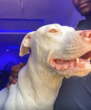 1+ year Female Purebred American Pit Bull Terrier