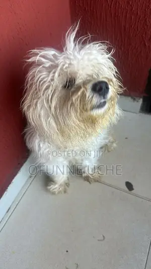 3-6 months Male Purebred Lhasa Apso