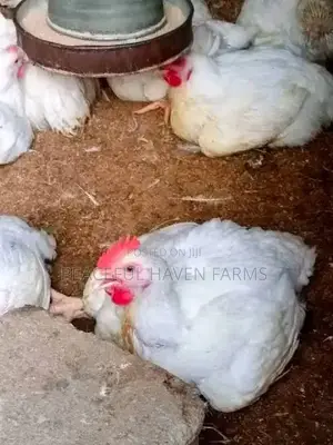 Mature Broiler Birds for Sale in Abuja