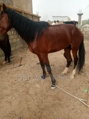 Tall Male Horse Is Available In Jahland Farms