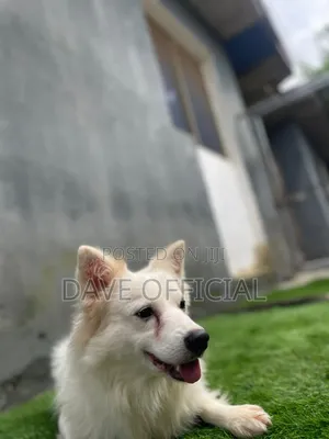 1+ year Female Purebred American Eskimo