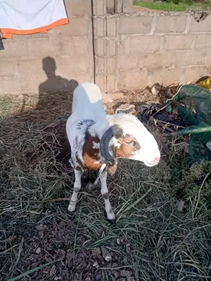 Ram for Sallah