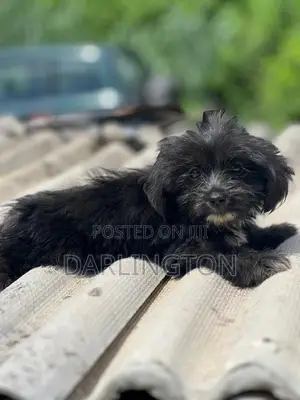 1-3 months Male Purebred Lhasa Apso