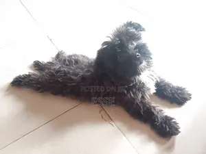 1-3 months Male Purebred Lhasa Apso