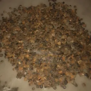 Calabar Broad Leaves Ugu Seeds