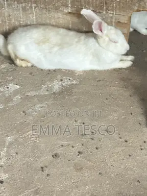 Bunnies for Sale