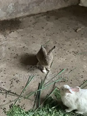 English Rabbits