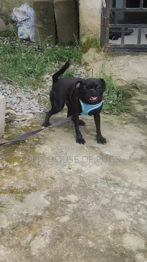 1+ year Female Purebred Pug