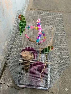 Love Bird Parrots