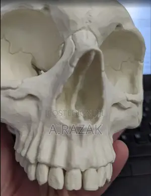 Human Skull Replica White Anatomical Skull Decor Sculpture