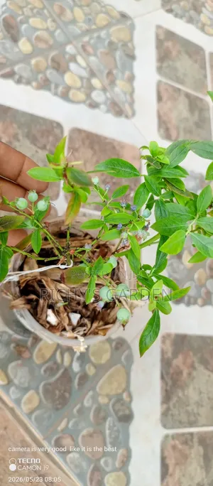 Blueberry Plants for Sale