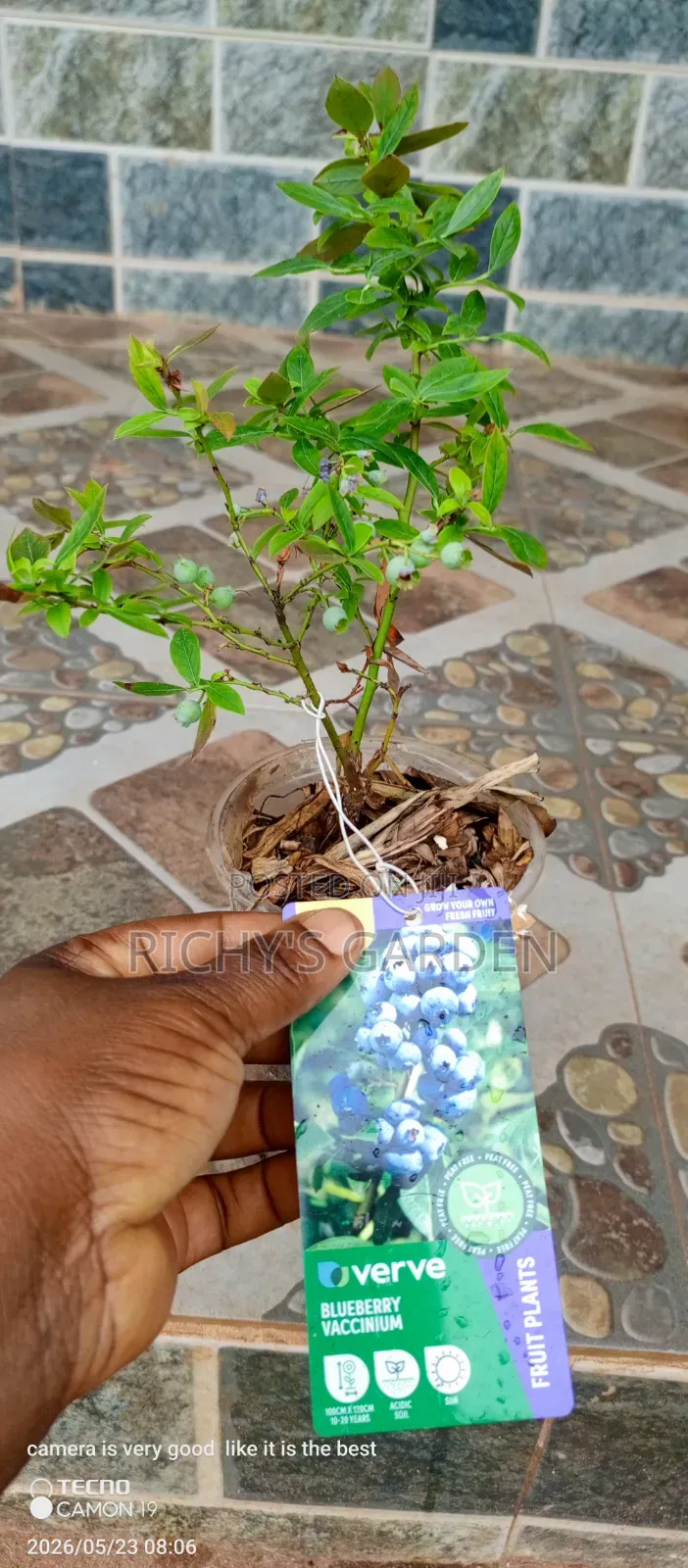 Blueberry Plants for Sale