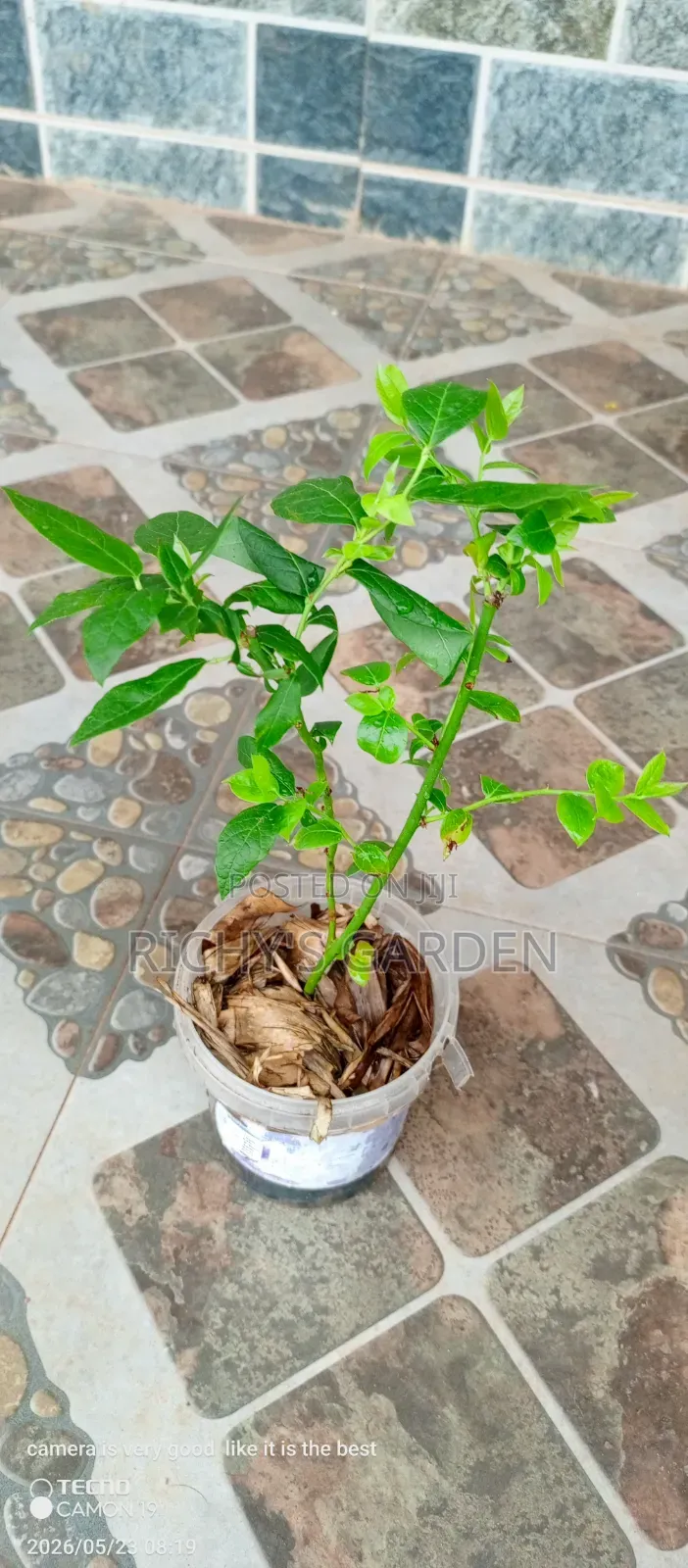 Blueberry Plants for Sale