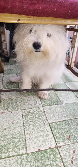 1+ year Male Purebred Lhasa Apso