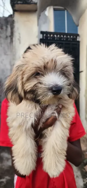 1-3 months Female Purebred Lhasa Apso