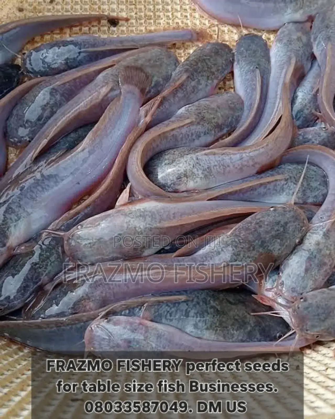 Catfish Juvenile /Seeds