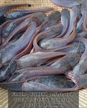 Catfish Juvenile /Seeds