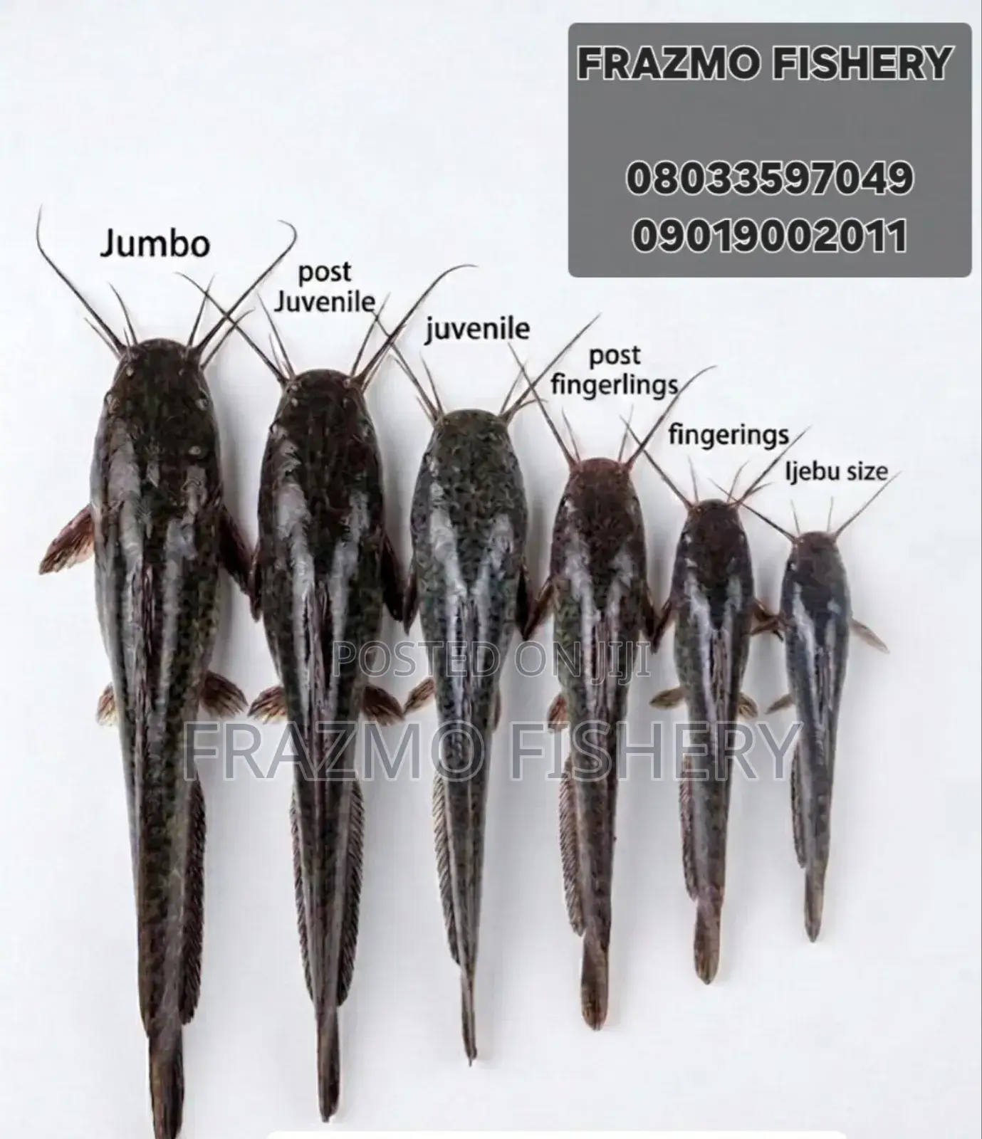 Catfish Juvenile /Seeds