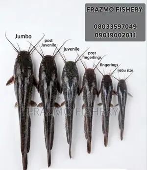 Catfish Juvenile /Seeds