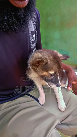 1-3 months Female Mixed Breed German Shepherd
