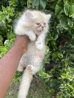 1-3 months Male Purebred Persian