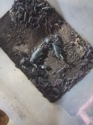Exotic Pets -Arachnids Available