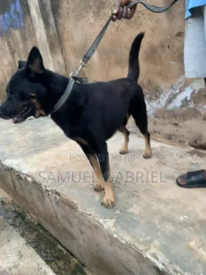 1+ year Male Purebred German Shepherd