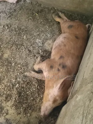 Mature Pig
