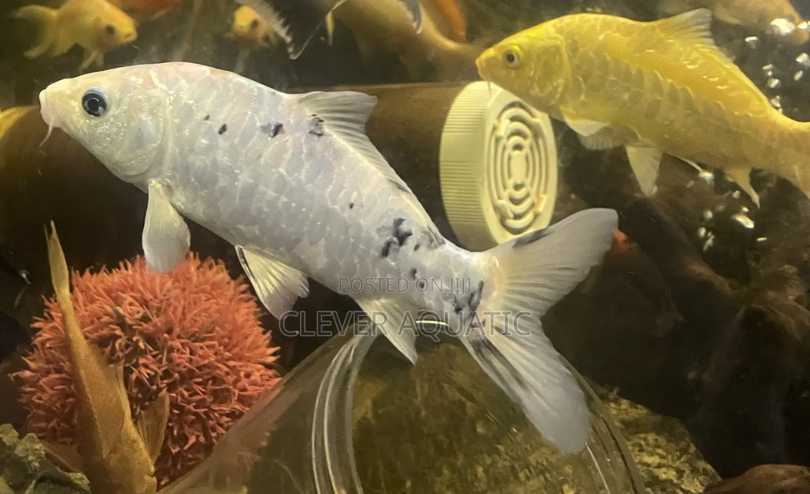 Koi Fish 4inch