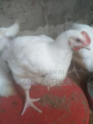 Chicken for Sale