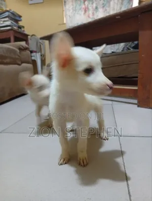 1-3 months Female Mixed Breed American Eskimo